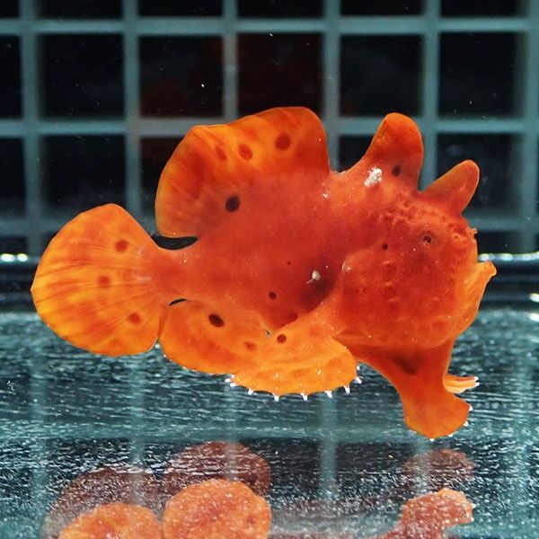 【現物3】イロカエルアンコウ 4.5cm! 海水魚 アンコウ 15時までのご注文...