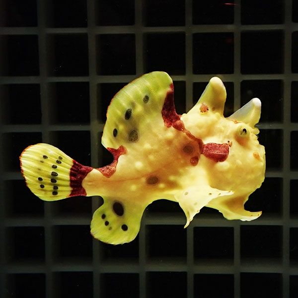 【現物2】クマドリカエルアンコウ 6cm! 海水魚 アンコウ 15時までのご注...