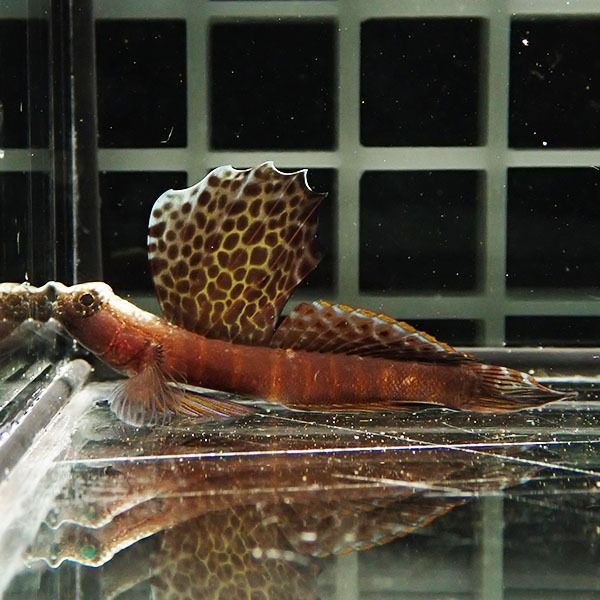 【現物1】ホタテツノハゼ 4.5cm !海水魚 ハゼ15時までのご注文で当日...