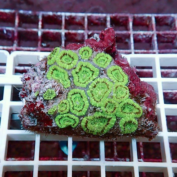 【サンゴ現物10】カクオオトゲキクメイシ! 15時までのご注文で当日発送 ...