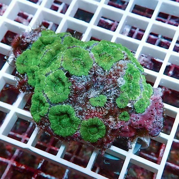 【サンゴ現物11】カクオオトゲキクメイシ! 15時までのご注文で当日発送 ...