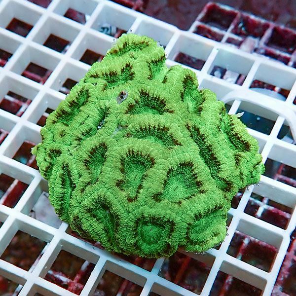 【サンゴ現物12】カクオオトゲキクメイシ! 15時までのご注文で当日発送 ...