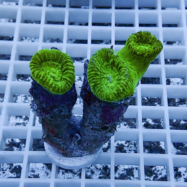 【サンゴ現物3】タバネサンゴ フラグ! 15時までのご注文で当日発送 【サ...