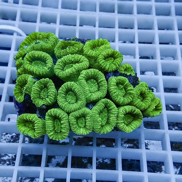 【サンゴ現物4】タバネサンゴ! 15時までのご注文で当日発送 【サンゴ】