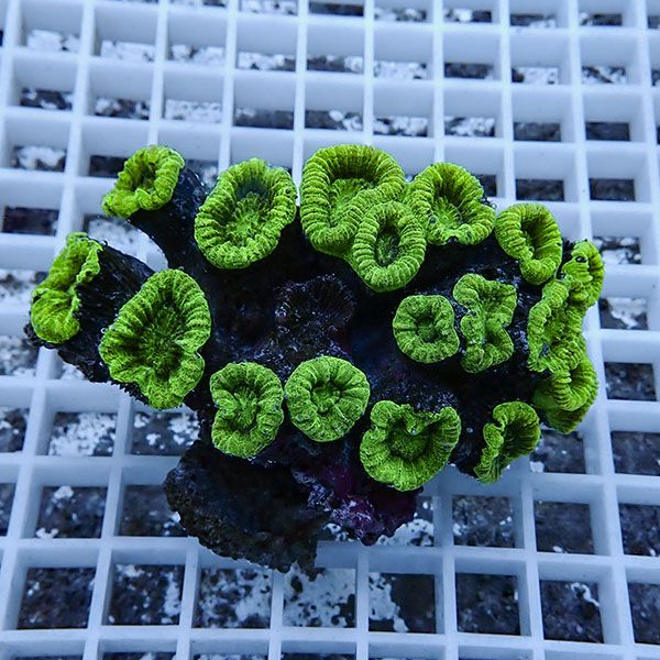 【サンゴ現物5】タバネサンゴ! 15時までのご注文で当日発送 【サンゴ】