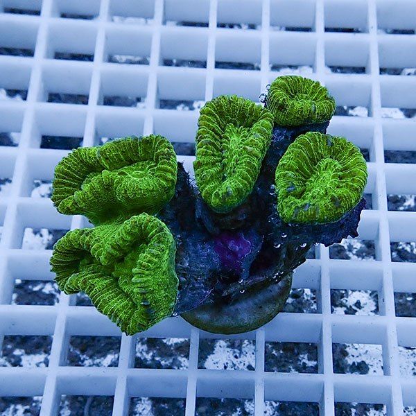 【サンゴ現物7】タバネサンゴ フラグ! 15時までのご注文で当日発送 【サ...