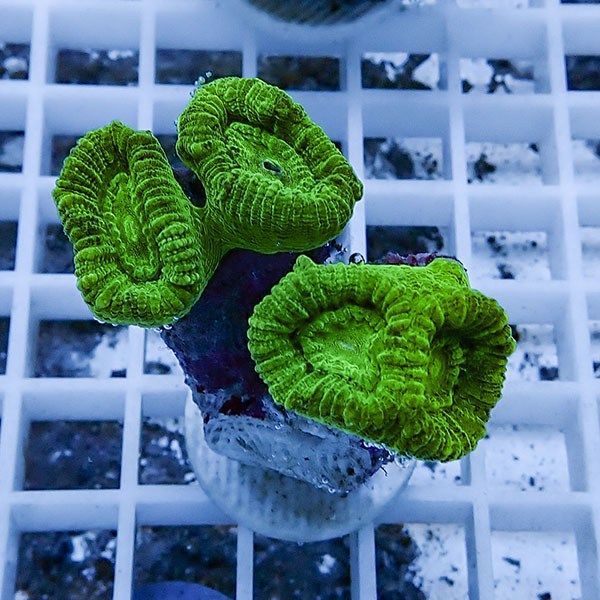 【サンゴ現物8】タバネサンゴ フラグ! 15時までのご注文で当日発送 【サ...