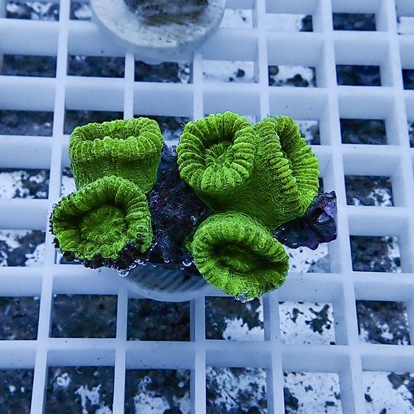 【サンゴ現物9】タバネサンゴ フラグ! 15時までのご注文で当日発送 【サ...