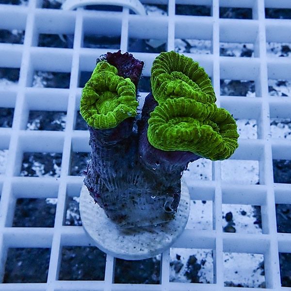 【サンゴ現物10】タバネサンゴ フラグ! 15時までのご注文で当日発送 【...