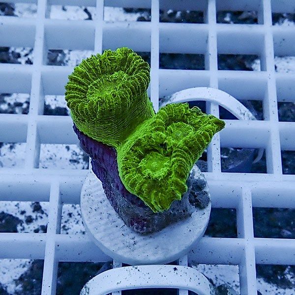 【サンゴ現物11】タバネサンゴ フラグ! 15時までのご注文で当日発送 【...