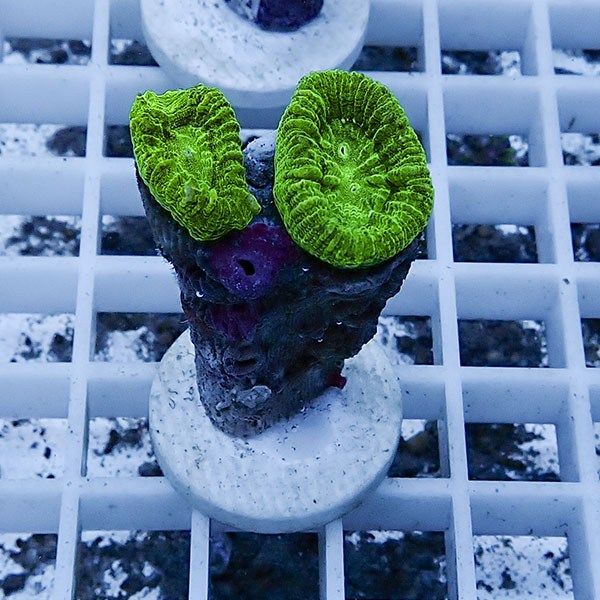 【サンゴ現物12】タバネサンゴ フラグ! 15時までのご注文で当日発送 【...