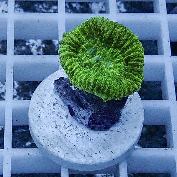 【サンゴ現物13】タバネサンゴ フラグ! 15時までのご注文で当日発送 【...