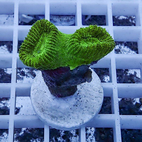 【サンゴ現物14】タバネサンゴ フラグ! 15時までのご注文で当日発送 【...