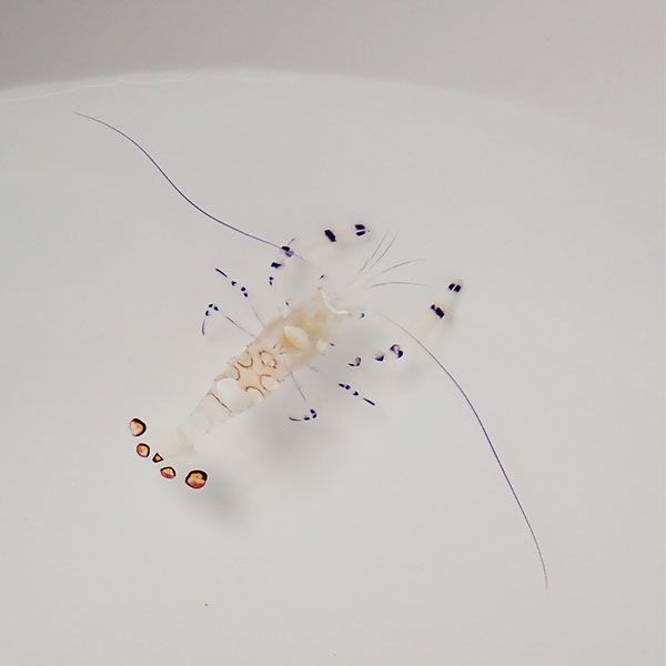 イソギンチャクエビ 【1匹】! 海水魚 エビ !【15時までのご注文で当日発...