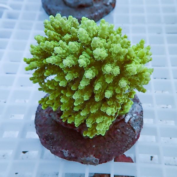 【サンゴ現物11】ブリードミドリイシ !15時までのご注文で当日発送 【ミ...