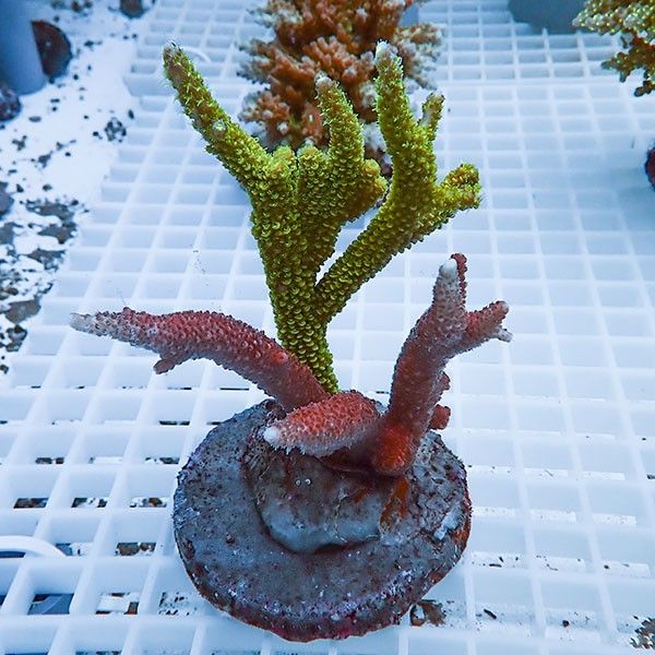 【サンゴ現物12】ブリードミドリイシ !15時までのご注文で当日発送 【ミ...