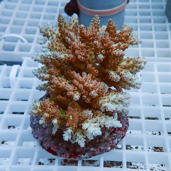 【サンゴ現物13】ブリードミドリイシ !15時までのご注文で当日発送 【ミ...