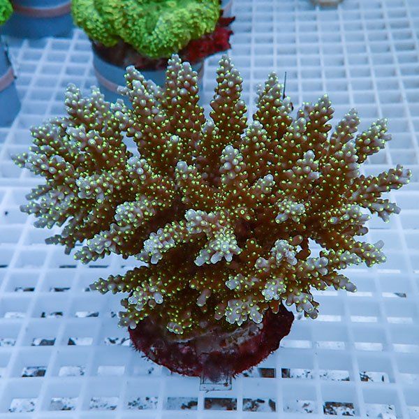 【サンゴ現物16】ブリードミドリイシ !15時までのご注文で当日発送 【ミ...