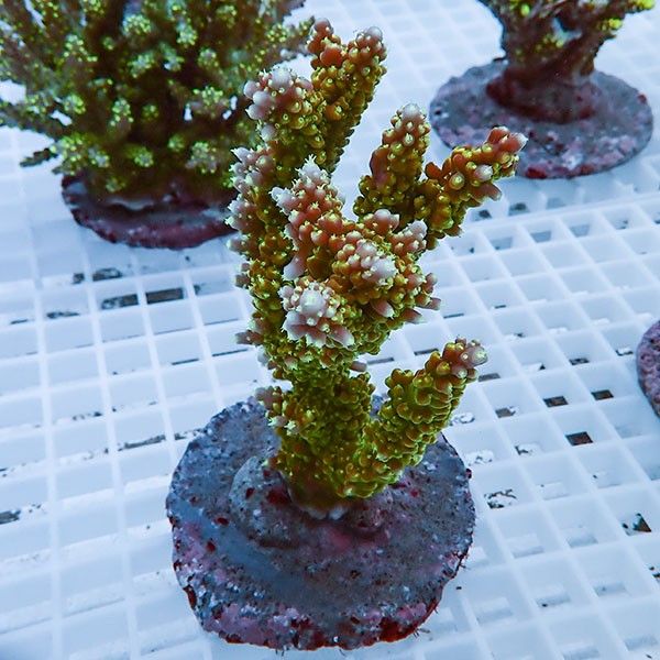 【サンゴ現物17】ブリードミドリイシ !15時までのご注文で当日発送 【ミ...