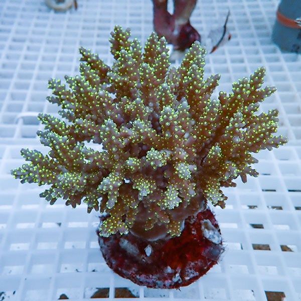 【サンゴ現物19】ブリードミドリイシ !15時までのご注文で当日発送 【ミ...