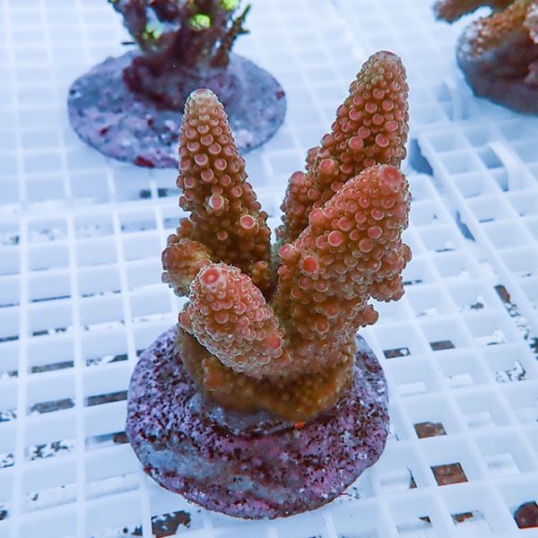 【サンゴ現物20】ブリードミドリイシ !15時までのご注文で当日発送 【ミ...