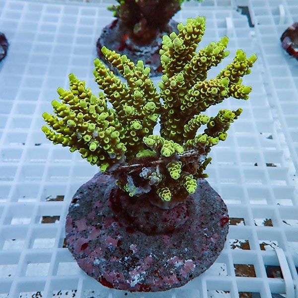 【サンゴ現物21】ブリードミドリイシ !15時までのご注文で当日発送 【ミ...