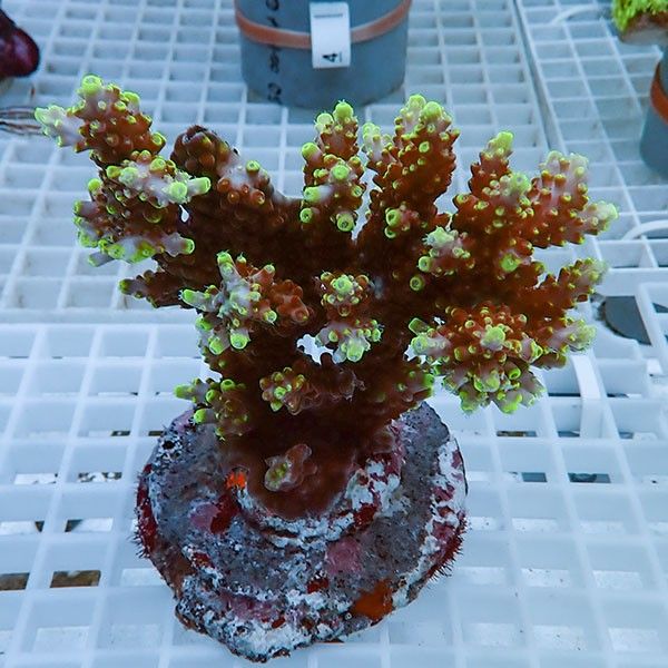 【サンゴ現物22】ブリードミドリイシ !15時までのご注文で当日発送 【ミ...