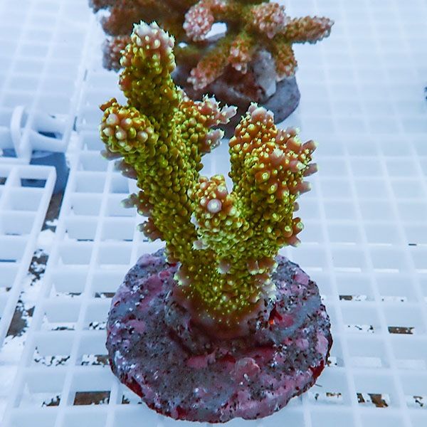 【サンゴ現物23】ブリードミドリイシ !15時までのご注文で当日発送 【ミ...