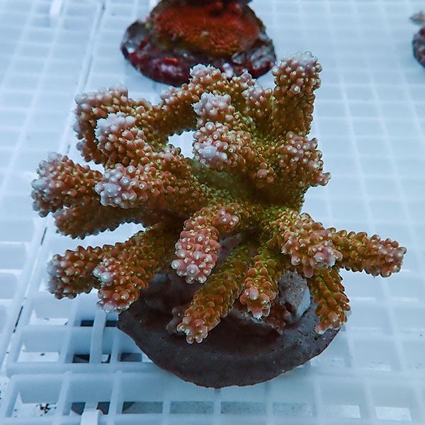 【サンゴ現物24】ブリードミドリイシ !15時までのご注文で当日発送 【ミ...