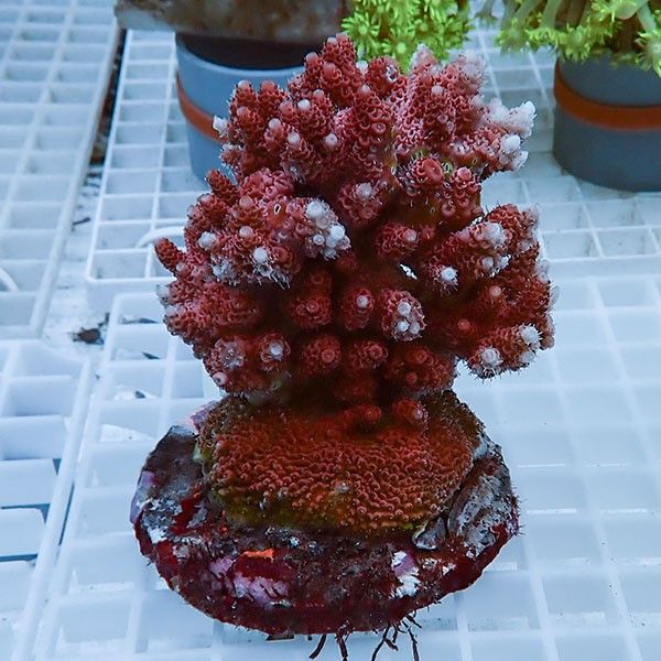 【サンゴ現物25】ブリードミドリイシ !15時までのご注文で当日発送 【ミ...