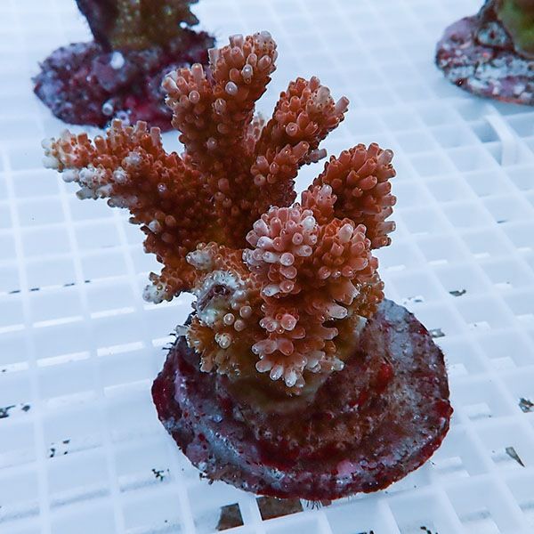 【サンゴ現物26】ブリードミドリイシ !15時までのご注文で当日発送 【ミ...