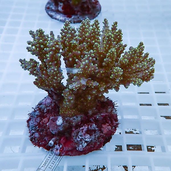 【サンゴ現物27】ブリードミドリイシ !15時までのご注文で当日発送 【ミ...