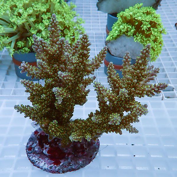 【サンゴ現物28】ブリードミドリイシ !15時までのご注文で当日発送 【ミ...