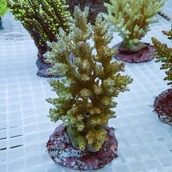 【サンゴ現物30】ブリードミドリイシ !15時までのご注文で当日発送 【ミ...