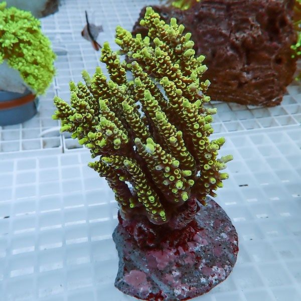 【サンゴ現物31】ブリードミドリイシ!15時までのご注文で当日発送 【ミ...