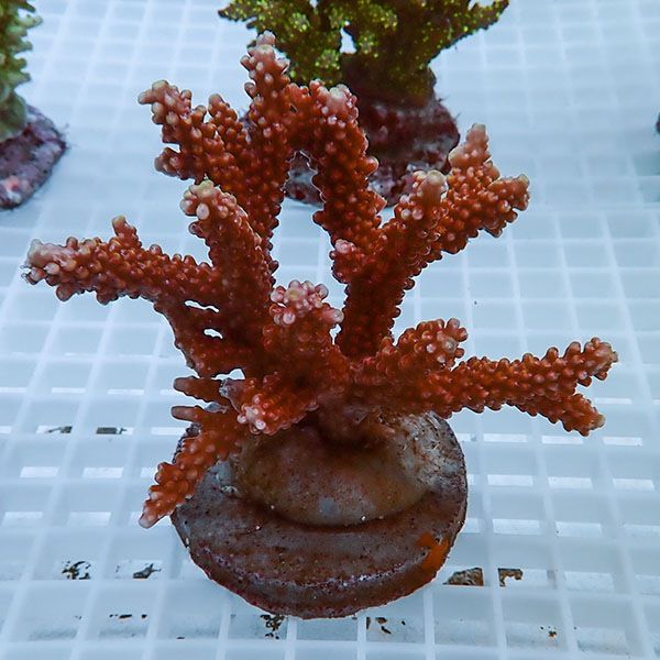 【サンゴ現物32】ブリードミドリイシ!15時までのご注文で当日発送 【ミ...