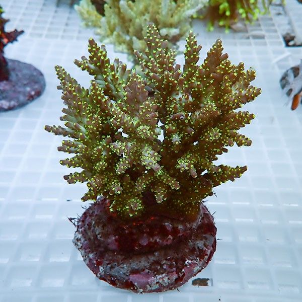 【サンゴ現物33】ブリードミドリイシ !15時までのご注文で当日発送 【ミ...