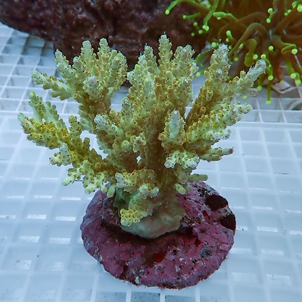 【サンゴ現物34】ブリードミドリイシ !15時までのご注文で当日発送 【ミ...