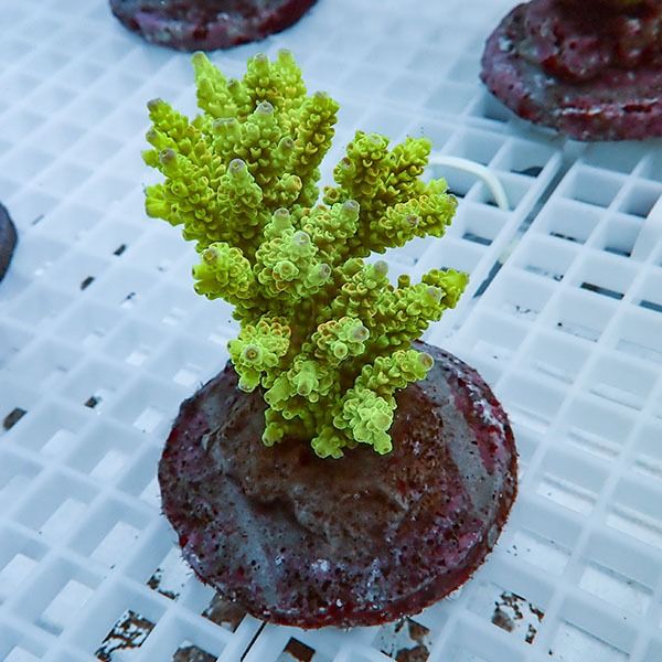 【サンゴ現物35】ブリードミドリイシ !15時までのご注文で当日発送 【ミ...