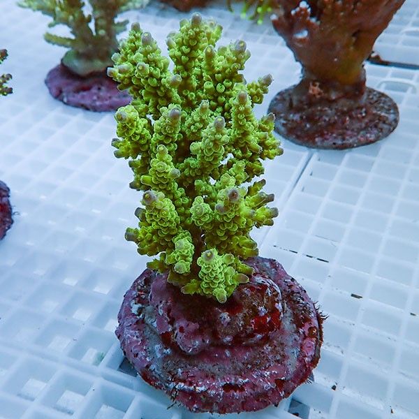 【サンゴ現物36】ブリードミドリイシ !15時までのご注文で当日発送 【ミ...