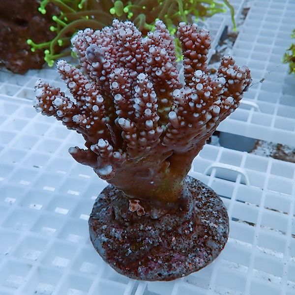 【サンゴ現物37】ブリードミドリイシ !15時までのご注文で当日発送 【ミ...