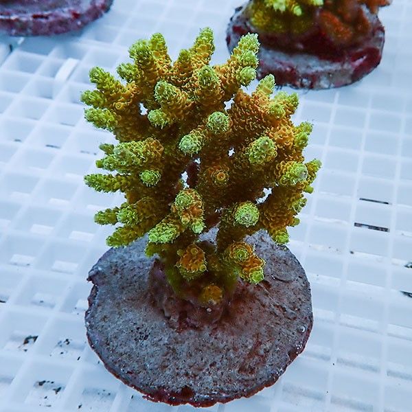 【サンゴ現物38】ブリードミドリイシ !15時までのご注文で当日発送 【ミ...