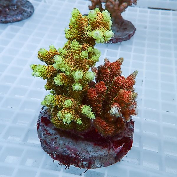 【サンゴ現物39】ブリードミドリイシ !15時までのご注文で当日発送 【ミ...