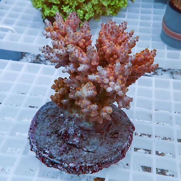 【サンゴ現物40】ブリードミドリイシ !15時までのご注文で当日発送 【ミ...