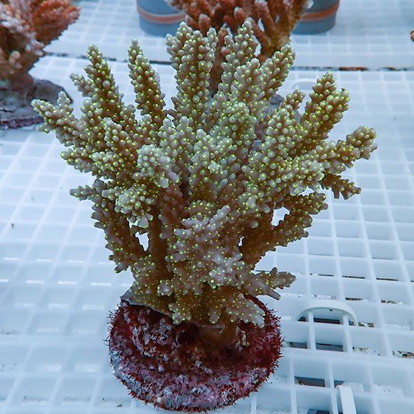 【サンゴ現物42】ブリードミドリイシ !15時までのご注文で当日発送 【ミ...