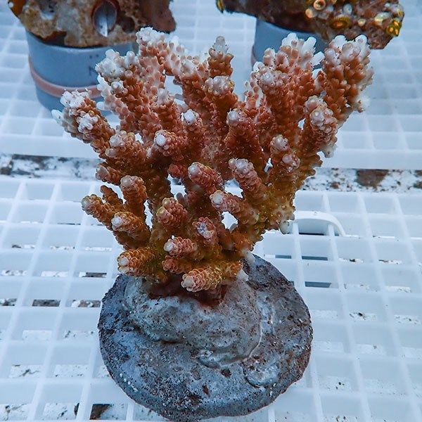 【サンゴ現物43】ブリードミドリイシ !15時までのご注文で当日発送 【ミ...