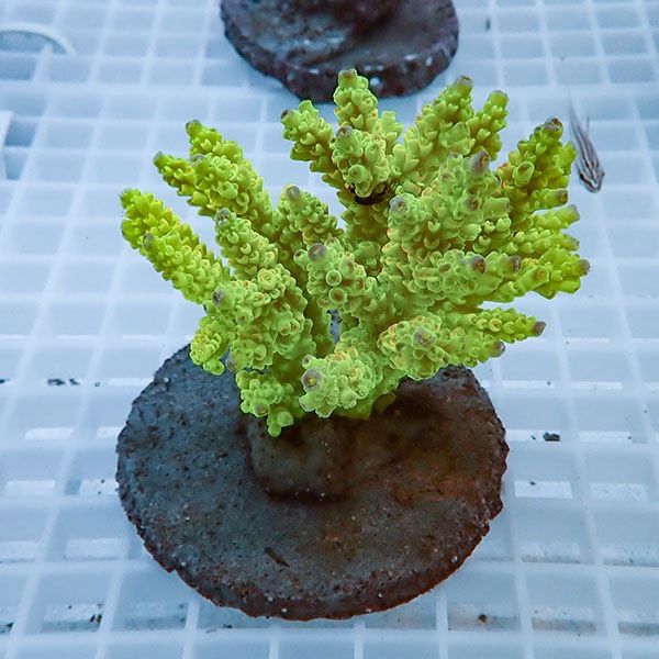 【サンゴ現物44】ブリードミドリイシ!15時までのご注文で当日発送 【ミ...