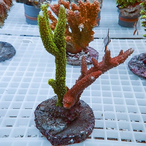 【サンゴ現物45】ブリードミドリイシ!15時までのご注文で当日発送 【ミ...