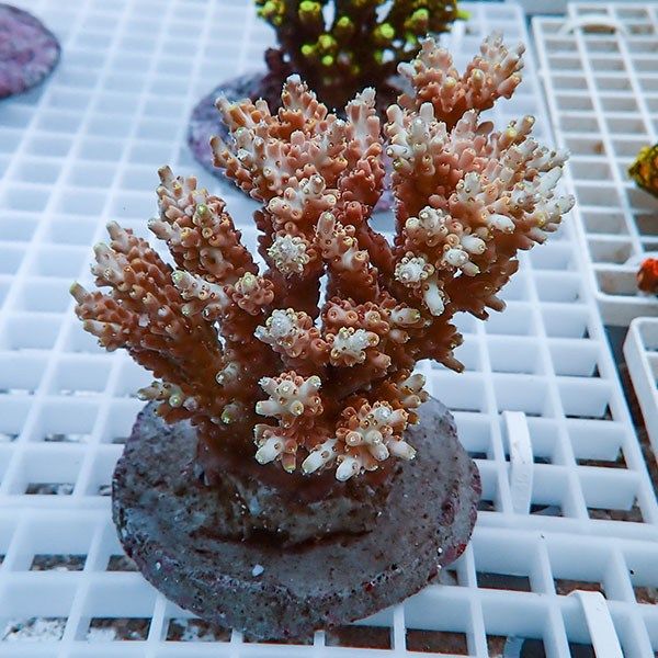 【サンゴ現物48】ブリードミドリイシ !15時までのご注文で当日発送 【ミ...