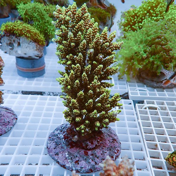 【サンゴ現物49】ブリードミドリイシ !15時までのご注文で当日発送 【ミ...